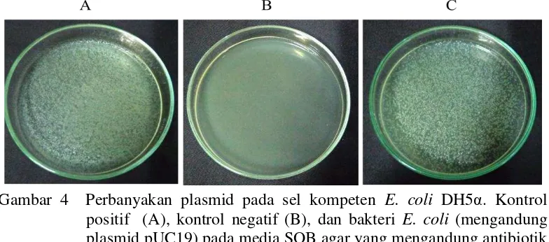 Gambar 4  Perbanyakan plasmid pada sel kompeten E. coli DH5α. Kontrol 
