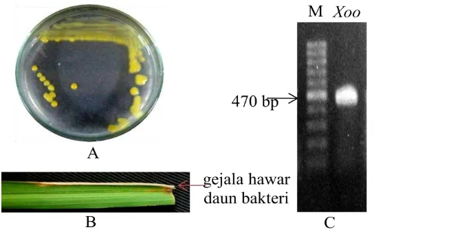 Gambar 7  Konfirmasi   X. oryzae pv. oryzae. Isolat bakteri X. oryzae pv. oryzae patotipe IV pada media wakimoto agar (A); hasil uji patogenisitas pada pengamatan 30 hari setelah perlakuan (B); dan visualisasi DNA hasil PCR (M= 1 kb DNA ladder dan Xoo= X