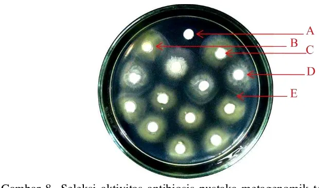 Gambar 8  Seleksi aktivitas antibiosis pustaka metagenomik terhadap penekanan                     X