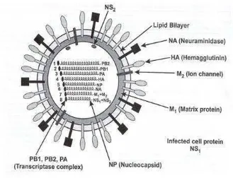 Gambar 1. Skema virus avian influenza (Anonim 2010a)  