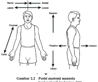 Gambar 2.2 Posisi anatomi manusia Sumber: Hamill dan Knutzen, 2009 