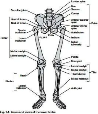 Gambar 2.3 Tulang dan sambungan anggota gerak bawah commit to user Sumber: Whittle, 2007 