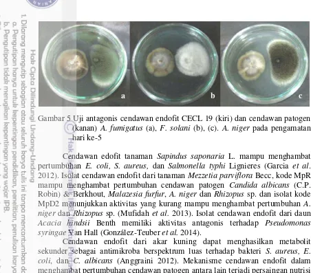 Gambar 5 Uji antagonis cendawan endofit CECL 19 (kiri) dan cendawan patogen 