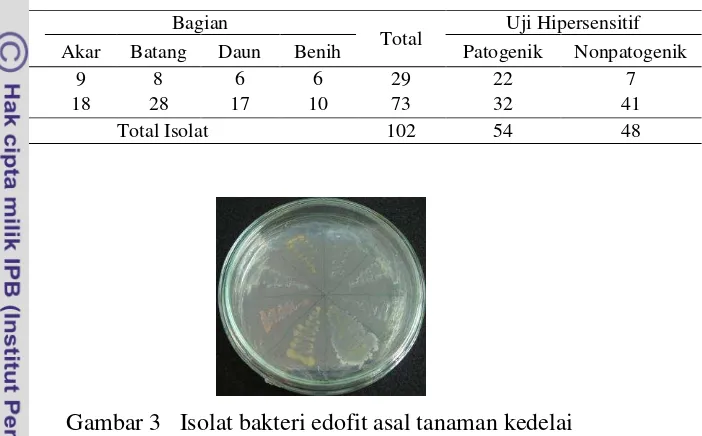 Gambar 3   Isolat bakteri edofit asal tanaman kedelai 