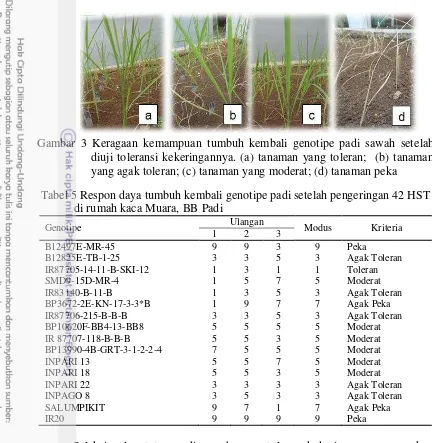 Tabel 5 Respon daya tumbuh kembali genotipe padi setelah pengeringan 42 HST  