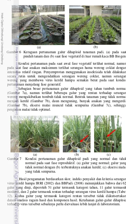 Gambar 6 Keragaan pertanaman galur dihaploid tanaman padi. (a) pada saat  