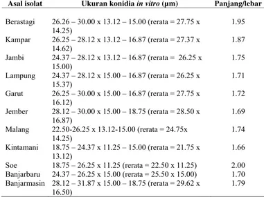 Tabel 1 Ukuran konidia Botryodiplodia theobromae 