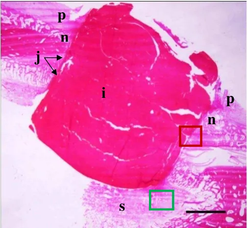 Gambar 12  Gambaran mikroskopis daerah yang dibatasi oleh kotak merah di gambar 11. Gambar ini memperlihatkan daerah perbatasan antara implan dengan jaringan tulang baru (woven bone) yang dibatasi oleh jaringan ikat