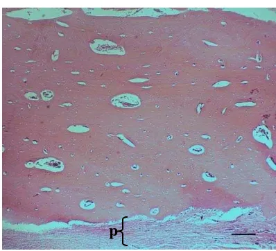 Gambar 16  Gambaran mikroskopis daerah defek tulang tibia kontrol selama 30 hari pascaoperasi, yang memperlihatkan struktur tulang baru yang terdiri atas: os = osteosit, h = saluran Havers, dan m = matriks tulang