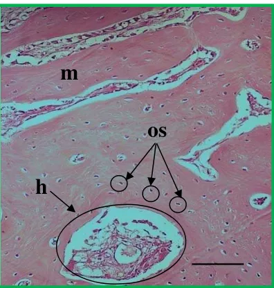 Gambar 19  Gambaran mikroskopis daerah yang dibatasi oleh kotak hijau di gambar 18 A. Gambar ini memperlihatkan struktur tulang baru yang terbentuk di daerah pinggir defek tulang, yang terdiri atas: os = osteosit, h = saluran Havers, dan m = matriks tulang