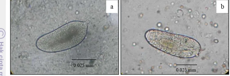 Gambar 8  Larva A. lopezi, (a)  instar I, (b) instar I baru berganti kulit, (c) instar 