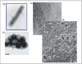 Gambar 4 Mikroorganisme acidophilic yang berpartisipasi dalam ekstraksi logam melalui biomining