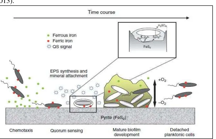 Gambar 5 Skema Interaksi Bakteri – Mineral Pirit (Jerez 2013) 
