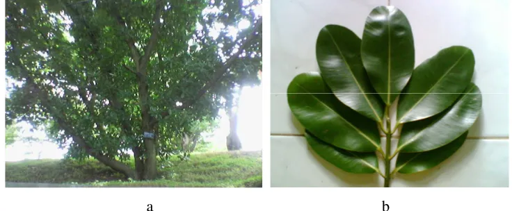 Gambar  1a. Tumbuhan C. inophyllum          1b. Daun Tumbuhan C. inophyllum 