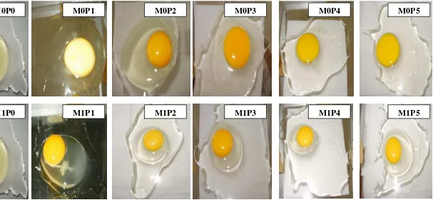 Gambar   2.   Kondisi Putih dan Kuning Telur Selama Penyimpanan 35 Hari,  M0P0=telur tanpa pengolesan minyak kelapa hari ke-0,  M0P1=telur tanpa pengolesan minyak kelapa hari ke-7, M0P2=telur tanpa pengolesan minyak kelapa hari ke-14,  M0P3=telur tanpa pengolesan minyak kelapa hari ke-21, M0P4=telur tanpa pengolesan minyak kelapa hari ke-28,  M0P5=telur tanpa pengolesan minyak kelapa hari ke-35, M1P0=telur dengan pengolesan minyak kelapa hari ke-0, M1P1=telur dengan pengolesan minyak kelapa hari ke-7, M1P2=telur dengan pengolesan minyak kelapa hari ke-14,  M1P3=telur dengan pengolesan minyak kelapa hari ke-21, M1P4=telur dengan pengolesan minyak kelapa hari ke-28, M1P5=telur dengan pengolesan minyak kelapa hari ke-35 