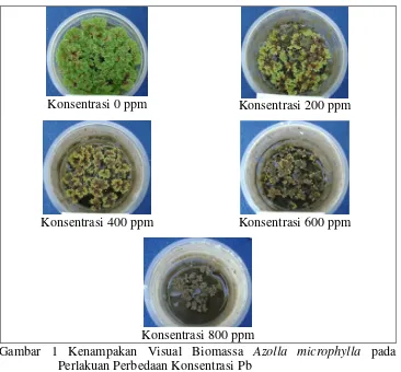 Gambar 1 Kenampakan Visual Biomassa Azolla microphylla pada 