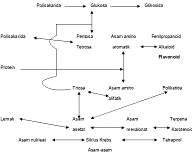 Gambar 2.4. Hubungan antara metabolit primer dan metabolit sekunder (Ariani dan  Hastuti, 2009) 