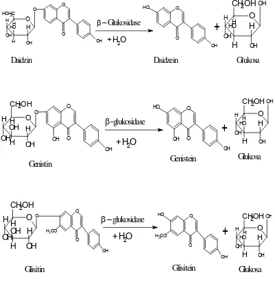 Gambar 2.5. Reaksi Hidrolisis Glukosida Isoflavon menjadi Aglukan Isoflavon (Ariani, 2003)