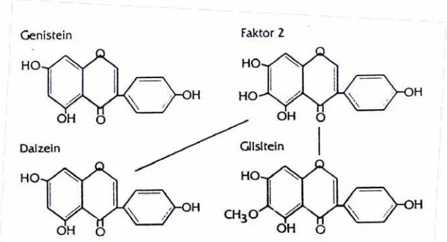 Gambar 2.6. Reaksi Biokonversi Aglukon Isoflavon menjadi Faktor-2 (Pawiroharsono,  1996)                         