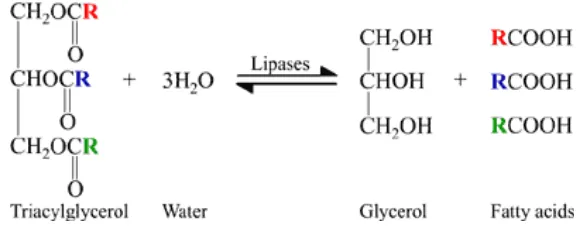 Gambar 2. Mekanisme hidrolisis lemak menjadi asam lemak dan gliserol (anonima, 2010)  