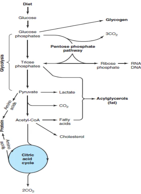 Gambar 2.1. Gambaran metabolisme karbohidrat; jalur-jalur utama dan produk akhir  Sumber: Murray, Granner, dan Rodwell, 2006 
