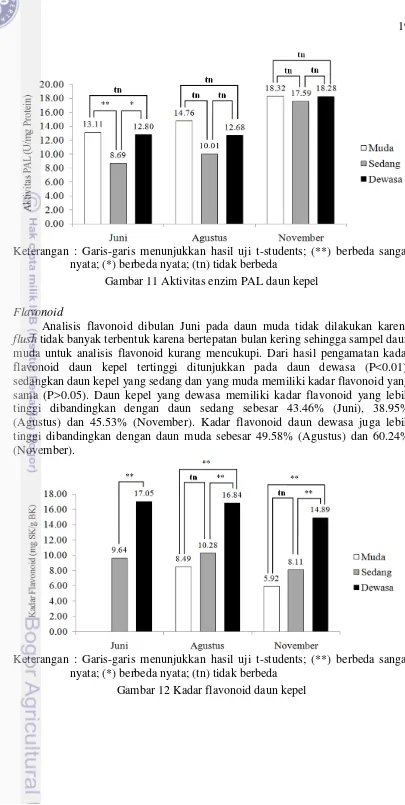 Gambar 11 Aktivitas enzim PAL daun kepel 