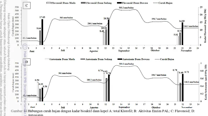 Gambar 14 Hubungan curah hujan dengan kadar bioaktif daun kepel A: total Klorofil; B: Aktivitas Enzim PAL; C: Flavonoid; D: 