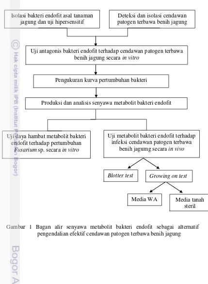 Gambar 1 Bagan alir senyawa metabolit bakteri endofit sebagai alternatif      