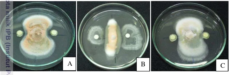 Gambar 4 Daya hambat bakteri endofit; (A) ER10I, (B) EF14III, (C) ER1I, terhadap 