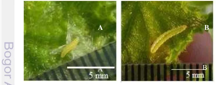 Gambar 5 Larva D. indica instar I (A) dan instar II (B) 