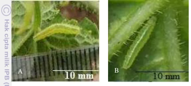 Gambar 7 Larva Instar V  D. indica yang akan memasuki periode prapupa 