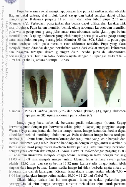 Gambar 8 Pupa D. indica jantan (kiri) dan betina (kanan) (A), ujung abdomen 