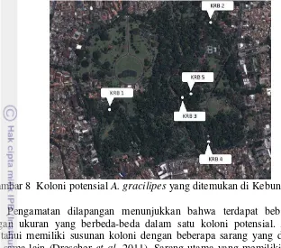 Gambar 8  Koloni potensial  A. gracilipes yang ditemukan di Kebun Raya Bogor 
