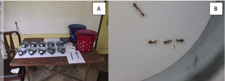 Gambar 9  Peralatan dan  setup uji agresi (A), interaksi yang terjadi antar semut 
