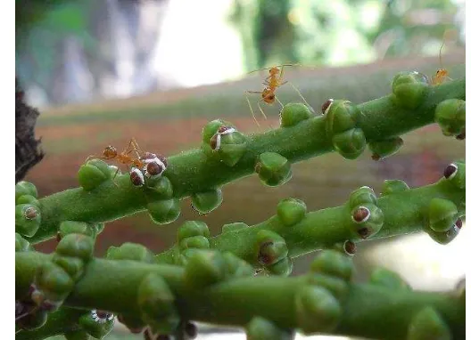 Gambar 15  Hubungan mutualisme antara kutu tanaman dan  A. gracilipes 