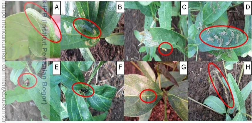 Gambar 3 Beberapa hama yang menyerang tanaman kacang bambara meliputi (A) ulat jengkal (Chrysodeixis chalcites), (B) ulat penggulung daun (Lamprosema indicata), (C) ulat bulu (Lymantria marginata), (D) belalang (Oxya chinensis), (E) kumbang daun (Phaedonia inclusa), (F) semut (Dolichoderus thoracicus), (G) kutu daun hijau (Myzus persicae), dan (H) kutu daun hitam (Toxoptera citricidus) 