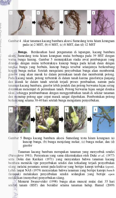 Gambar 4  Akar tanaman kacang bambara aksesi Sumedang testa hitam keunguan 