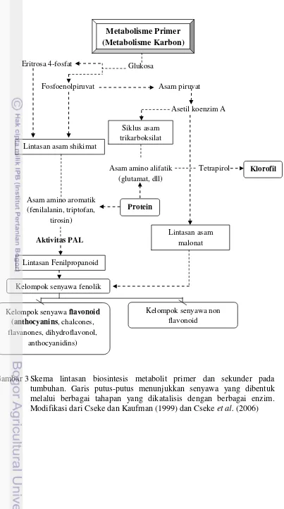 Gambar 3 Skema lintasan biosintesis metabolit primer dan sekunder pada 