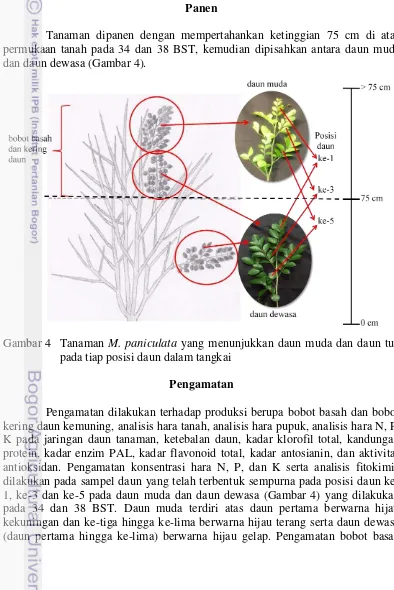 Gambar 4  Tanaman M. paniculata yang menunjukkan daun muda dan daun tua 