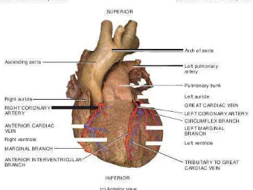 Gambar 1. Anatomi Sirkulasi Koroner 