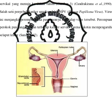 Gambar 3. Organ reproduksi wanita 