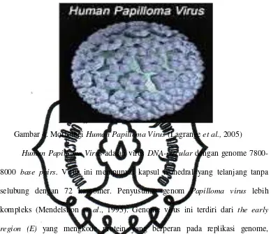 Gambar 4. Morfologi Human Papilloma Virus (Lagrange et al., 2005) 
