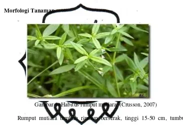 Gambar 1. Habitus rumput mutiara  (Crusson, 2007) 