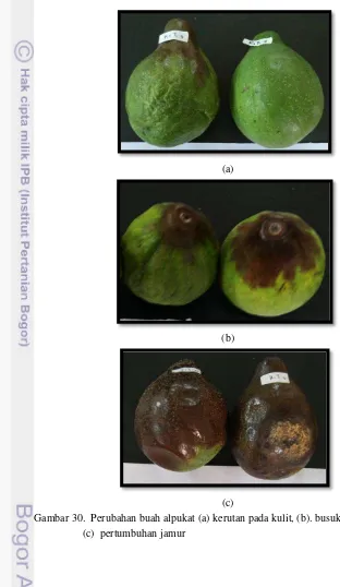 Gambar 30.  Perubahan buah alpukat (a) kerutan pada kulit, (b). busuk bagian ujung, dan 