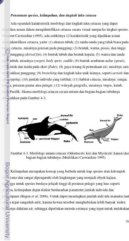 Gambar 4-3. Morfologi umum cetacea (Odontoceti: kiri dan Mysticeti: kanan) dan 