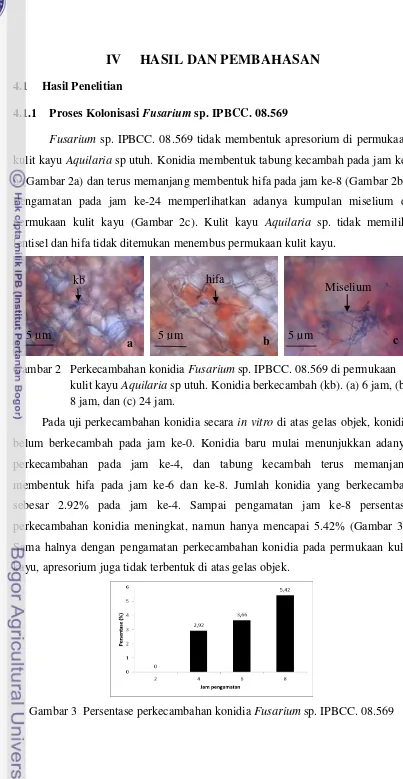 Gambar 3  Persentase perkecambahan konidia Fusarium sp. IPBCC. 08.569 