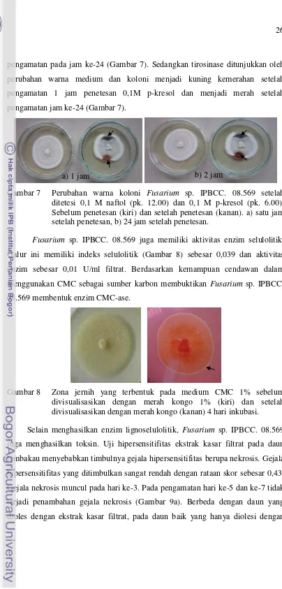 Gambar 7 Perubahan warna koloni Fusarium sp. IPBCC. 08.569 setelah 
