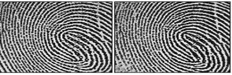 Gambar 7. Contoh pertama potongan kelas sidik jari (mean matematika morphology), gambar kedua potongan kelas yang sama (mean maximal korelasi) (Viera, 1997) 