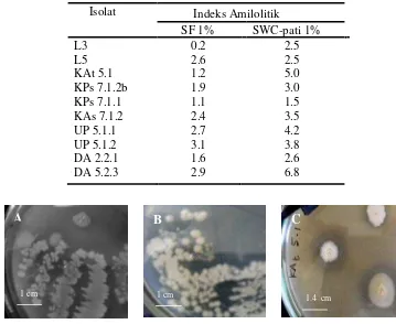Gambar 4  Morfologi koloni kelompok Bacillus                  dan saluran pencernaan udang  A) isolat DP 5.1.2, B) isolat KAs  yang diisolasi dari tambak                   7.1.2  C)  isolat KAt 5.1