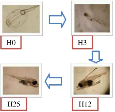 Gambar 3. Tahap Perkembangan Larva 